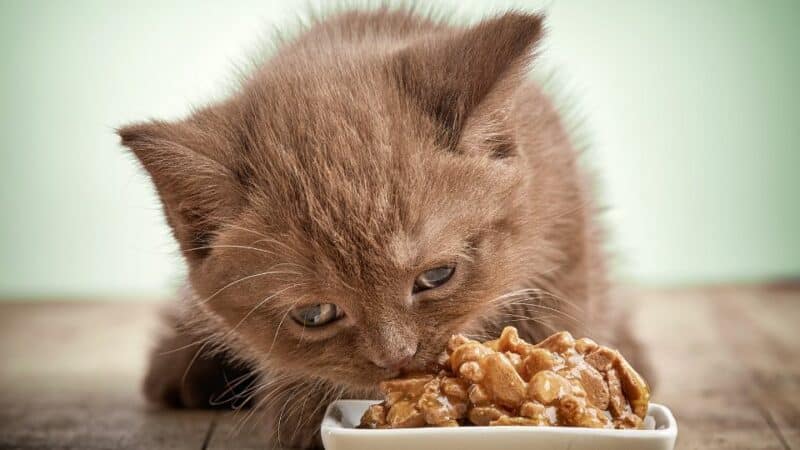 מזון של חתולים
